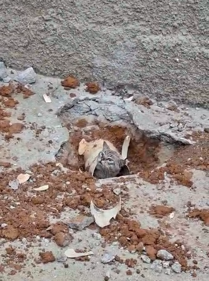 Intervenção para salvar gato encurralado em tubo de esgoto no Santa Cruz
